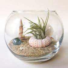 Keolaokalani Terrarium Kit Etsy Terrariums Kits Terrarium Small Terrarium