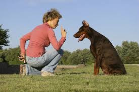 You would need to contact. Yes But Which Kind Of Animal Behaviorist Tuftsyourdog