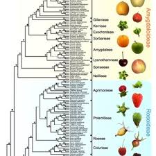 Pdf Evolution Of Rosaceae Fruit Types Based On Nuclear Phylogeny In The Context Of Geological Times And Genome Duplication