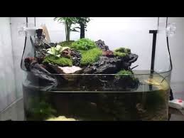 My First Paludarium 10g Youtube White Cloud Make It Yourself Terrarium