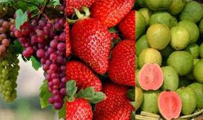Banyak acara yang bisa anda tempuh untuk menghilangkan jerawat. 4 Resep Jus Buah Untuk Mengobati Jerawat Secara Alami