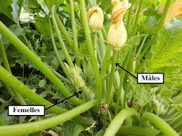 Fleurs De Courgette Males Et Femelles Jardin Permaculture Fleurs De Courgettes Jardin Foret