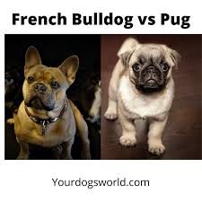 Very distinctive in their features and feisty personalities, they are. Pug Vs French Bulldog Detailed Guide Your Dogs World
