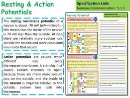 Ap Biology The Maintenance Of A Resting Potential In Nerve Cells Lesson Cells Lesson Ap Biology Biology