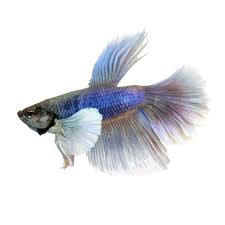 Zillow has 94 homes for sale in elephant butte nm. Elephant Ear Halfmoon Betta Fish For Sale Petco