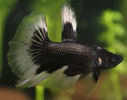 A black orchid crown tail betta bred by diamond betta breeders of florida. Black Orchid Male Betta Color Transformation Freshwater Fish And Tank Photos Forum 414158