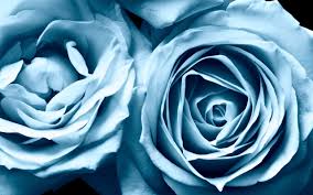 Blue Roses Widescreen Wallpapers Hd Wallpapers Blue Roses Wallpaper Light Blue Roses Blue Flower Wallpaper