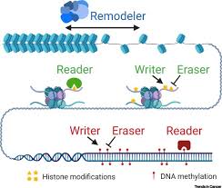 Cancer Epigenetics Tumor Immunity And Immunotherapy Trends In Cancer