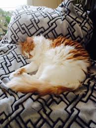 Using Olive Oil To Remove Cat Fur Knots Cat Fur Fur Cat Mat