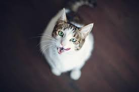 Why Is My Cat Drooling In The Car And What To Do About It
