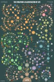 Evolution And Classification Of Life Tree Of Life Evolution Family Tree Poster Greek Mythology Family Tree