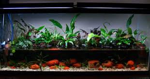 How To Plant A Riparium A Plan In Seven Steps Planted Aquarium Plants Aquascape