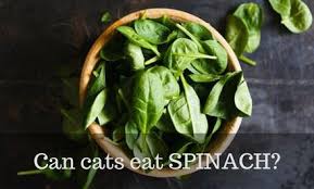 There's some science to back this up. Can Cats Eat Spinach Cattention