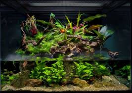 Could Anyone Please Help With This Paludarium Build Aquascape Aquarium Aquarium Fish Aquarium Pictures