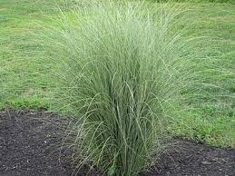 Miscanthus Sinensis Morning Light One Of My Favorite Ornamental Grasses Miscanthus Morning Light Ornamental Grasses Landscape Nursery