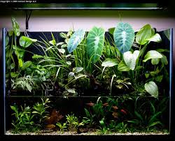 I Have Tried Out A Few Different Orchids In Riparium Planters So Far This One Has Had The Best Performa Aquarium Garden Indoor Water Garden Aquarium Landscape