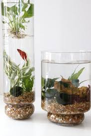 How To Make An Indoor Water Garden Hgtv Gardens Indoor Water Garden Plants Indoor Plants