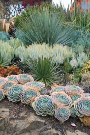 Beautiful Succulent And Cactus Garden 30 Planting Succulents Succulents Succulent Garden Design