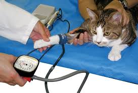 The level of your blood pressure determines what kind of treatment you may need. Systemic Hypertension In Dogs Cats Today S Veterinary Practice