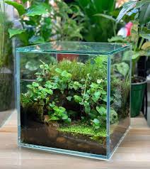 Paludarium In A Box Glass Garden Decor Container Gardening Terrarium