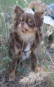 Will X Raisin Frida All Grown Up Chocolate And Tan Longcoat Chihuahua Cute Dogs Chihuahua Puppies Cute Chihuahua