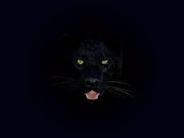 Black Panther Wallpaper By Cazcastalla On Deviantart Black Jaguar Animal Animal Wallpaper Black Panther Hd Wallpaper