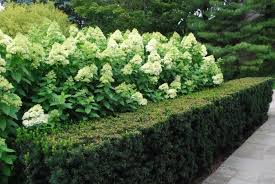 Limelight Hydrangeas Dirt Simple Hydrangea Landscaping Limelight Hydrangea Growing Hydrangeas