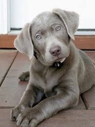 Dfw, waco, austin or houston area for $100. Getting A Dog Or A Puppy As A New Addition To Your Family Is An Excellent Decision You Re Adding Another Member That Ca Puppies Lab Puppies Silver Lab Puppies