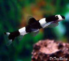 Panda Loach Featured Item Panda Loach Freshwater Freshwaterfish Aquarium Aquariums Fish Petfish Featur Aquarium Fish Fresh Water Fish Tank Rare Fish