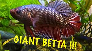 Fish that get along with bettas? Biggest Betta Youve Ever Seen Youtube