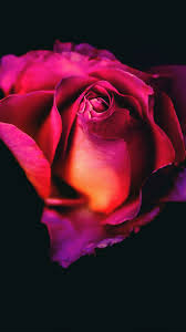 Rose Flower Dark Background 4k Ultra Hd Mobile Wallpaper Rose Wallpaper Wallpaper Iphone Roses Rose Flower Wallpaper