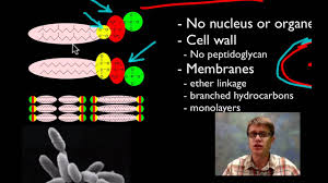 Prokaryotes Bacteria Archaea Organismal Biology