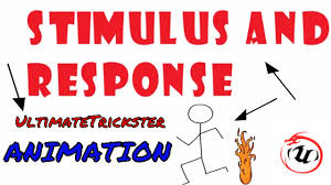 Stimulus And Response Animation Youtube