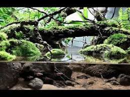25 Aquarium Terrarium Paludarium Riparium Vivarium Rain Forest Mini Youtube Aquarium Landscape Biotope Aquarium Reptile Terrarium