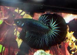 Betta fish crowtail black orchid for sale by nice betta thailand high and rare quality with nice betta thailand.co.,ltd. How Rare Is The Black Betta Aquariacentral Com