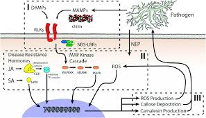 General Model For The Plant Innate Immune System The Model Can Be Download Scientific Diagram