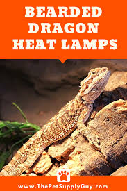 Best Basking Light For Bearded Dragons Complete Guide Bearded Dragon Lighting Bearded Dragon Heat Lamp Bearded Dragon