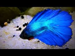 Double Tail Betta Fish Tank Twin Tail Betta Youtube