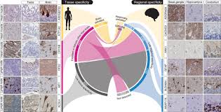 Proteinele se conţin şi în toate tipurile de crupe şi cereale. An Atlas Of The Protein Coding Genes In The Human Pig And Mouse Brain Science