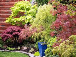 Brighter Lighter Red And Quite Dwarf Japanese Garden Landscape Japanese Maple Garden Japanese Maple Tree Landscape