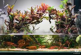 Paludarium 120x60x60 Zaquatics Aquarium Aquaticplants Aquascaping Aquascape Aquariumsdaily Paludarium V Aquascape Tropical Aquarium Tropical Plants