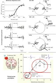 Stimulus Response An Overview Sciencedirect Topics