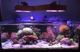 Equipment You Need To Start A Reef Aquarium Check Out This Article On R2r Photo Oshanickreef Https Www Reef2re Reef Aquarium Aquarium Saltwater Aquarium