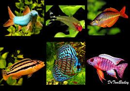 This Category Lists The Fish That Have Recently Arrive Here From Collectors And Fish Farms All Over The World Cl Aquarium Fish For Sale Fish For Sale Pet Fish