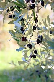 056 Jardin Des Oliviers Branche D Olivier Arbre Olivier