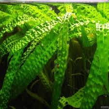 112 Of The Best Paludarium Plants Available Extensive List In 2020 Plants Freshwater Plants Planted Aquarium