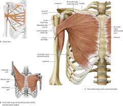 Shoulder Arm Atlas Of Anatomy Anatomy Shoulder Muscle Anatomy Body Anatomy
