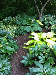 Hostas And Hellebores Grow Nicely Together Shade Garden Design Shade Garden Garden Design