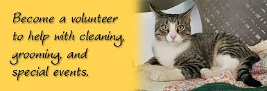 Cats protection has shelters local to you all over the country. Harmony House For Cats