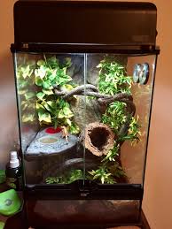 Gecko In His Enclosure On The First Day I Got Him 1 1 17 Gecko Vivarium Gecko Terrarium Crested Gecko Habitat